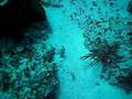 SCUBA Cozumel Green Moray & Grouper