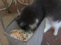Otto and the Paper Shredder