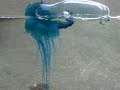 Portuguese Man of War (blue bottle) Portuguese Man of War (blue bottle)