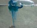 Portuguese Man of War (blue bottle)