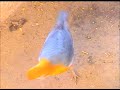 Slow motion Beauty of Bird Thrush India by Shirishkumar Patil.mpg Slow motion Beauty of Bird Thrush India by Shirishkumar Patil.mpg