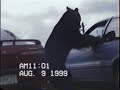 Bear breaks in car at clingmans dome, smoky mountains, TN