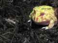 Young Albino Pacman Frog