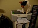 Office helpers