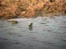 Red-necked Phalarope