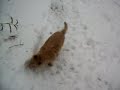 col. potter cairn terrier rescue\ col. potter cairn terrier rescue\