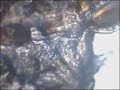 Fish louse