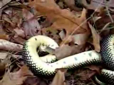King Snake Cannibalism - KSC