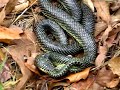 king snake cannibalism   ksc