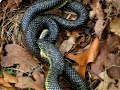 King Snake Cannibalism - KSC