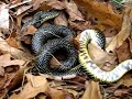 king snake cannibalism   ksc