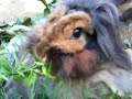 close up of bugs the lion head RABBIT eating a flower close up of bugs the lion head RABBIT eating a flower