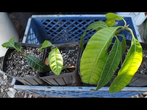 how to grow mango from seed