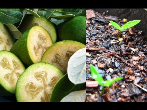 how to grow feijoas