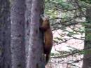 Pine Marten pt. 2 Pine Marten pt. 2