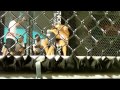 unothodox videos Shane Nozaki vs David Atatia