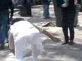 videos de abeja miope.3GP