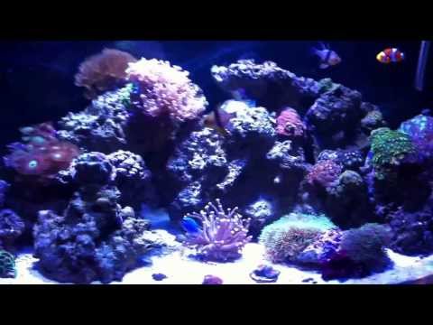 how to take care of zoanthids