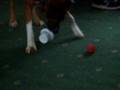 videos de rocky and the yoghurt pot