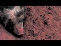 Sous Vide - Experimental Music Video in collaboration with Lustfaust