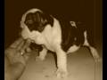 Fotos de Homer con la música del gran Louis Armstrong. Más fotos y vídeos en ... homerbulldog.spaces.live.com