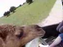 When CAmals Attack When CAmals Attack