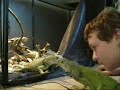 Iguanas Rock