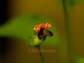 One more 7000 FPS lady bug.