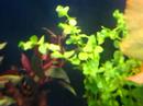 Meu aquario plantado a 2 dias 