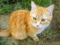 tekst:

de kat van ome willem is op reis geweest
op reis geweest, op reis geweest
de kat van ome willem is op reis geweest
waar ging die dan naar toe, hey

hij is voor zeven maanden naar parijs geweest
parijs geweest, parijs geweest
zodat 'ie nou alleen maar franse kranten leest
bonjour en voulez vouz

hij heeft zoiets elegants
hij geeft kopjes op z'n frans
hij gaat met de rozenkrans naar de franse kathedraal
allemaal (allemaal), allemaal (allemaal)
ja de kat van ome willem is brutaal, oh la la

die kat is op een echte franse school geweest
op school geweest, op school geweest
die kat is op een echte franse school geweest
en zegt nou 