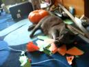 The cat who\ The cat who\