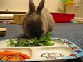 Boomer the Bunny in \"It\ Boomer the Bunny in \"It\