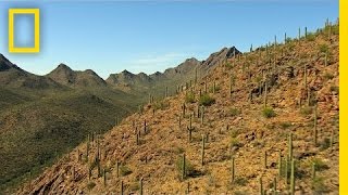Best of Saguaro National Park - National Geographic
