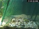 Lamp buescheri digging to find way under net