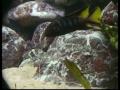 Acquario Malawi 230lt Acquario Malawi 230lt