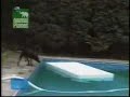 Dog in Pool...smartest dog in the world Dog in Pool...smartest dog in the world