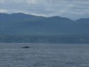Whale Watching July 4 2008 2PM Ryland Whale Watching July 4 2008 2PM Ryland