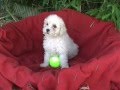Caniche video
