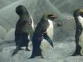 The New Penguin exhibit at the Tennessee Aquarium