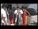 Fish Pix On The Viking Star