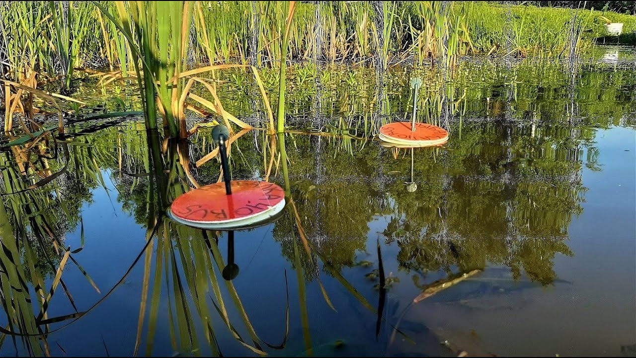 ловля щуки осенью в дождь