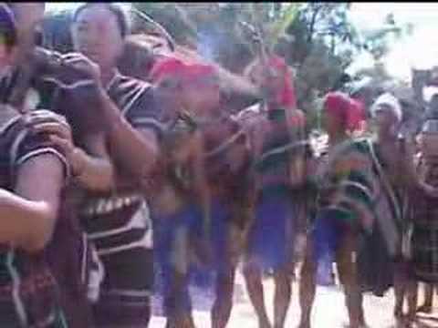 Matu Cingzo Lamna