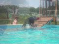 Lily Dock Dogs 08'
