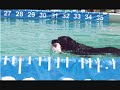 Lily Dock Dogs 08'
