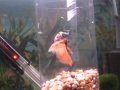 Male betta flaring / displaying at female