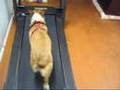 Welsh Corgi rescued from animal shelter 