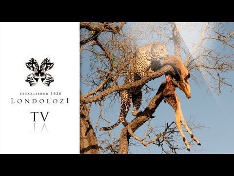 male leopard