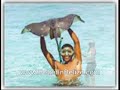 Belize Jungle Video Mix Belize Jungle Video Mix