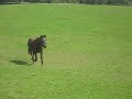 Charlie Brown the Pony