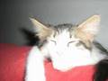 Buzza...il gatto piu' bello del mondo...!